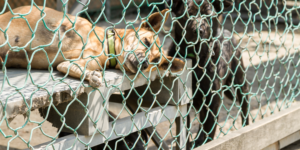 pet care wire mesh